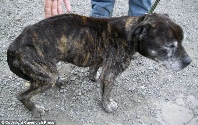 Crumb o Bull Terrier Staffordhire pesava apenas doze quilos quando foi encontrado vagando junto a uma van que vendia hamburgers.