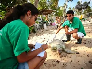 Voluntários do Instituto Biota examinam tartaruga verde encontrada na Praia de Garça Torta. (Foto: Jonathan Lins/G1)