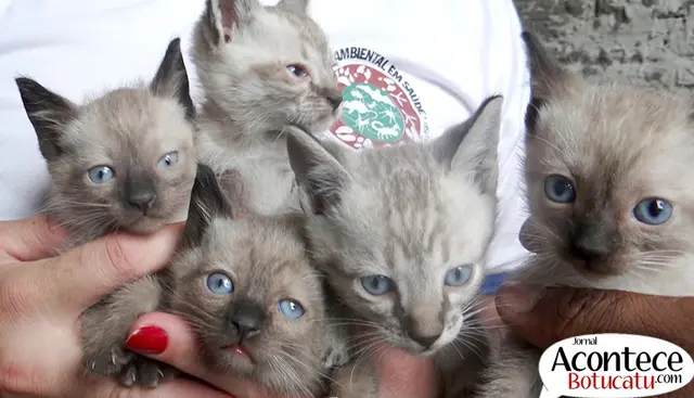 Gatos para adoção no canil de Botucatu (SP). (Foto: Divulgação)