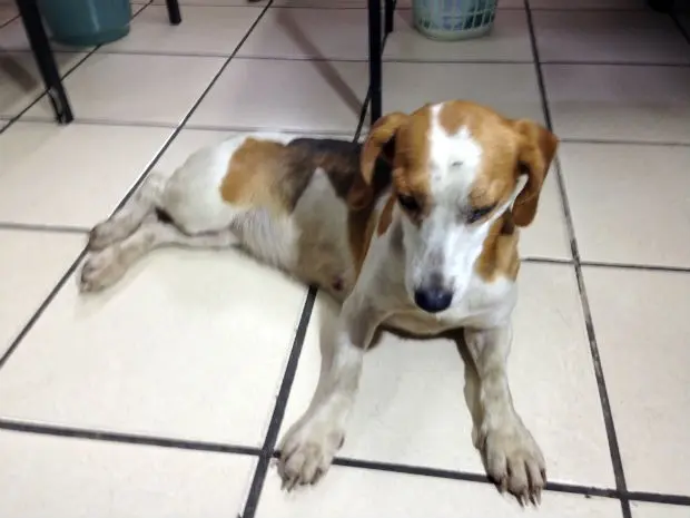 Suposto beagle foi encontrado em uma estrada de Araçariguama (Foto: Natália de Oliveira/G1)