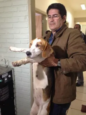 Cão foi encontrado em Araçariguama, após denúncia anônima (Foto: Natália de Oliveira/G1)