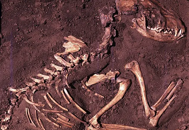 Esqueleto canino de 8.500 anos enterrado no sítio arqueológico Koster, em Illinois, EUA. (Foto: Center for American Archaeology/Del Baston/AP)