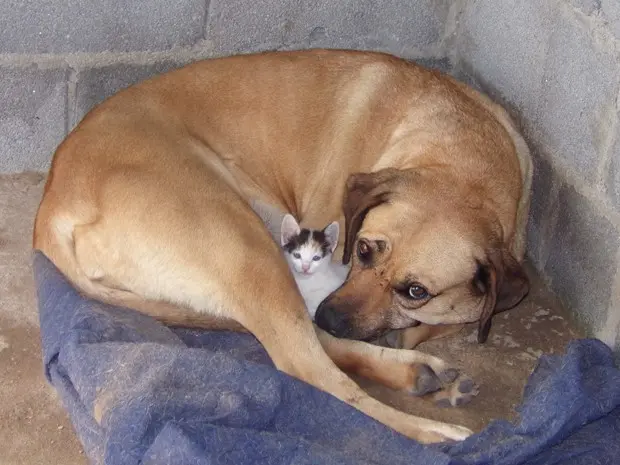 Cadela adota e protege filhote de gato em Vargem Grande Paulista, SP (Foto: Adelaide Lopes Rodrigues/VC no G1)