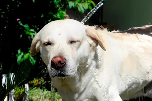 Cães e gatos de pelagem clara precisam de cuidado redobrado no sol (Foto: Rafaela Martins/Agência RBS)