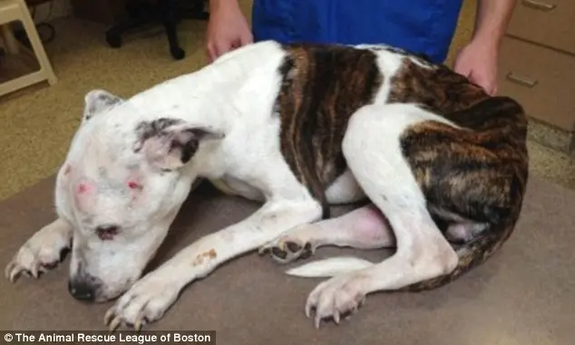 Esse pit bull de dois anos foi encontrado com ferimentos terríveis.