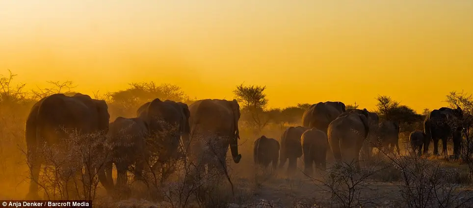 Pôr-do-sol: Uma foto por trás da manada de elefantes que vagam pelo Parque Nacional de Etosha, Namíbia.