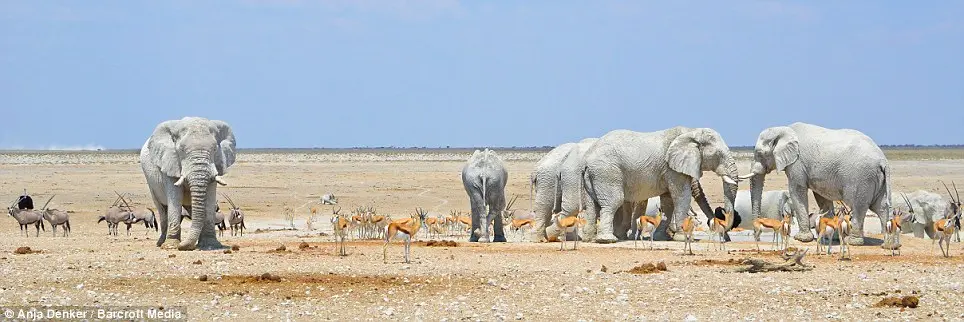 Empoeirado: Elefantes cobertos por cal 'coloridas' foram fotografados por Anja Denker perto de um charco no Parque Nacional Etosha, Namíbia. Elefantes conhecidos como os "fantasmas brancos de Etosha ' reúnem-se ali.