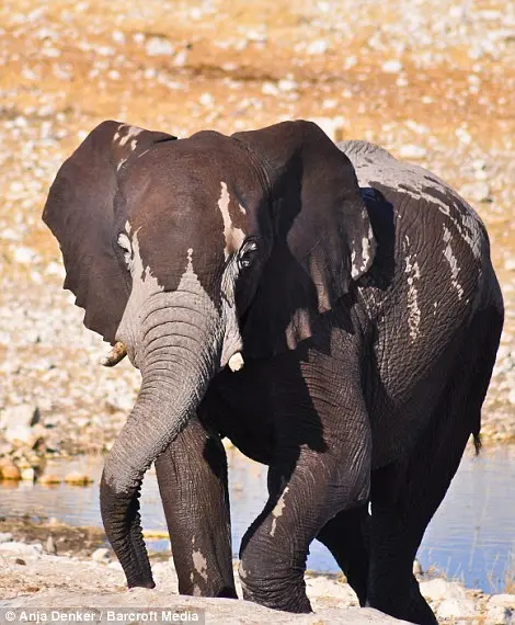 Refrescado: Um elefante sai do charco no Parque Nacional de Etosha, Namíbia.
