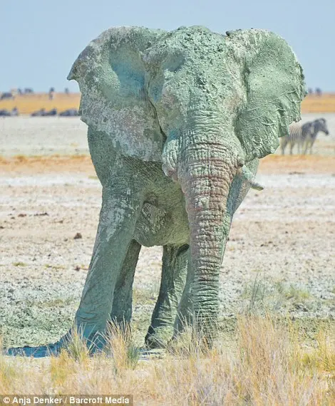 A tonalidade verde deste elefante é criada por algas de uma poça de lama (foto à direita).