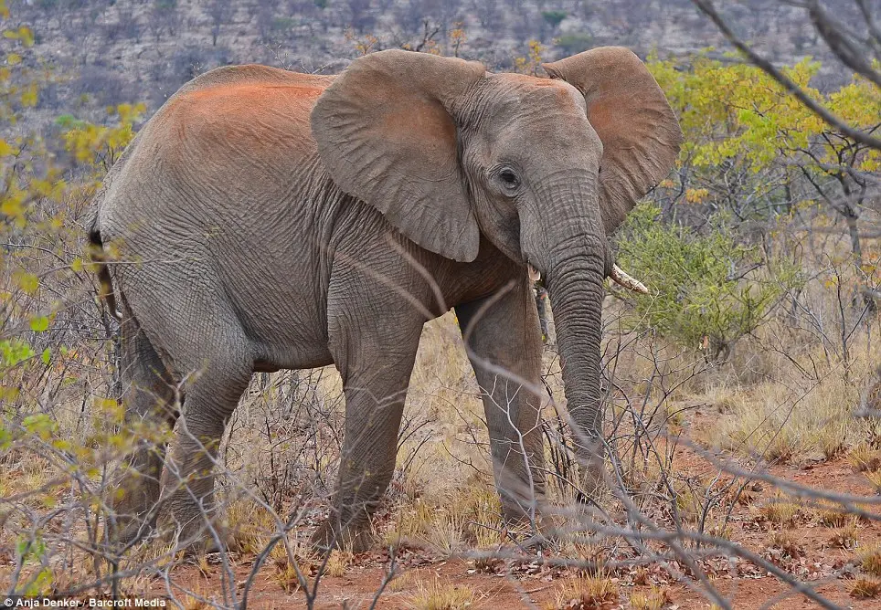 Os tons vermelhos na pele dos elefantes provêm do uso que os animais fazem para limparem-se com a famosa terra vermelha do solo da Namíbia.