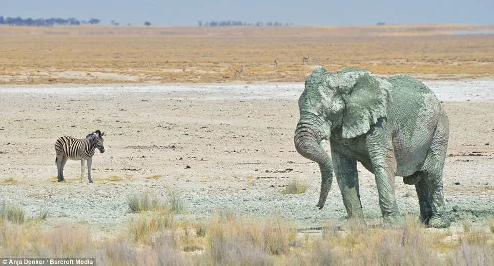 Coloridos: A artista de 45 anos também fotografou elefantes que parecem ter manchas verdes e vermelhas em sua pele.