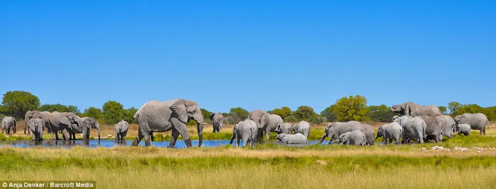 De volta ao cinza: uma grande manada de elefantes se joga na lama de uma poça de água para refrescar-se.