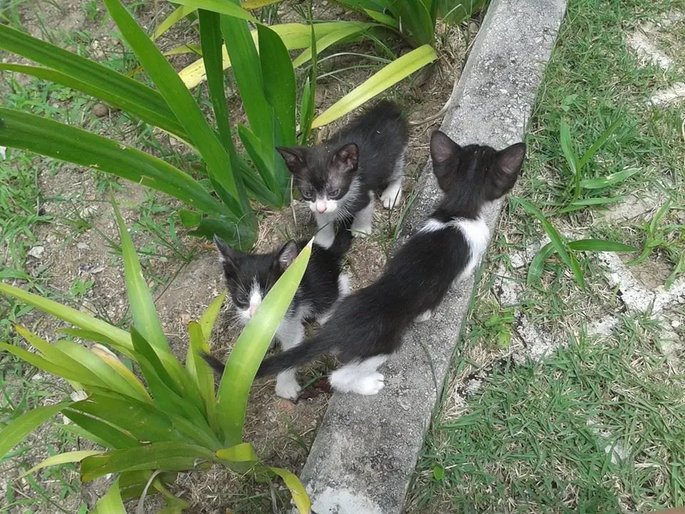 Os gatos foram abandonados em uma lixeira de prédio em Jacarepaguá, no Rio de Janeiro. Protetora levou para casa, mas não tem espaço parar cuidar.
