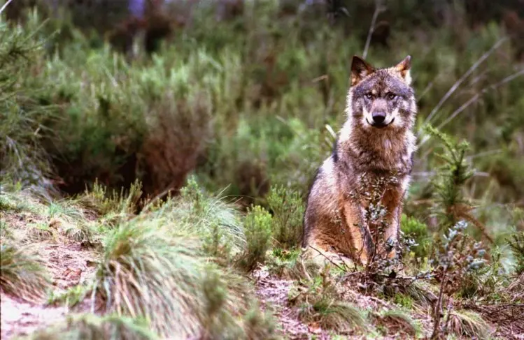 Estima-se que existam cerca de 300 lobos ibéricos em Portugal. (Foto: Divulgação)