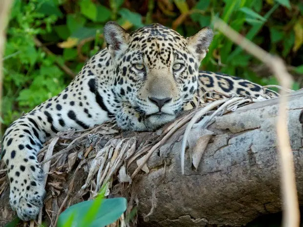 (Foto: Divulgação/Douglas Trent/Projeto Bichos do Pantanal)