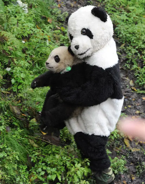 O filhote de panda sendo levado de volta à natureza (Foto: Reprodução)
