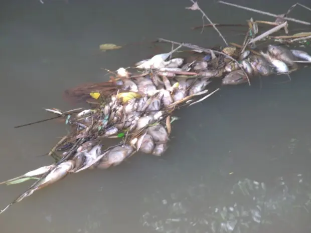 Peixes foram encontrados mortos no Ribeirão do Chá (Foto: Divulgação / Alessandro Paques Rios)