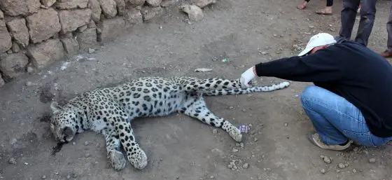 Um especialista examina o corpo do leopardo de Anatólia, em Cinar (Foto: AFP)