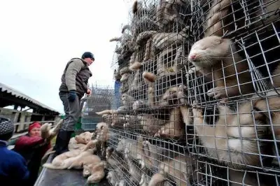 West Hollywood proibiu a venda de qualquer produto feito de peles de animais, devido à tortura sofrida por eles nas fazendas de peles. (Foto: http://api.ning.com)