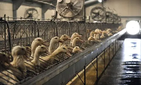 Patos em uma fazenda de foie gras em Saint-Michel, no leste da França. (Foto: Remy Gabalda / AFP / Getty Images)