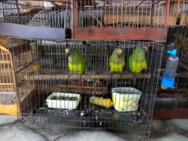Aves resgatadas. (Foto: Divulgação)