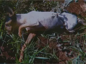Doente, cão foi abandonado em terreno baldio em Cravinhos (Foto: Maurício Glauco/EPTV)