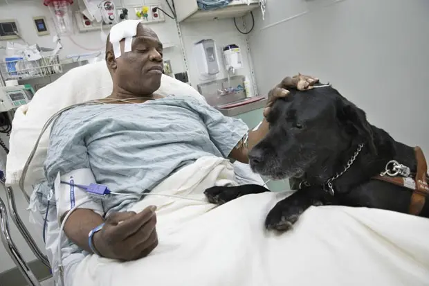 Cecil Williams com seu cão-guia, Orlando, na cama do hospital (Foto: John Minchillo/ AP)