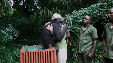 O primata volta para dar o último abraço na protetora que cuidou dele. (Foto: Divulgação)