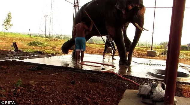 O rapaz é visto atacando o elefante para que fique em pé.