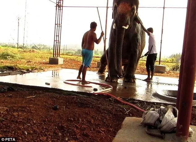 O elefante de 14 anos está desnutrido e com marcas dos maus-tratos.