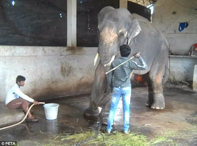 Uma investigação mostrou um elefante sendo violentamente agredido.