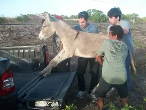 Animal foi resgatado e levado para uma fazenda. (Foto: André Veras)