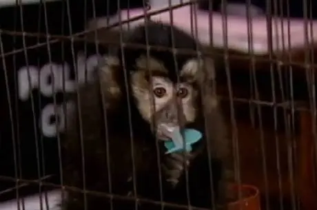 Homem tentou negociar com policiais para não levarem o macaco (Foto: Reprodução/Rede Record)