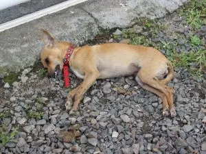 Cão morto (Foto: Vanessa Amando/ Divulgação)