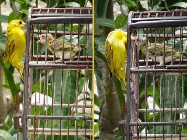 Filhote de canarinho na gaiola foi alimentado pelos pais (Foto: Priscila Alves / G1)