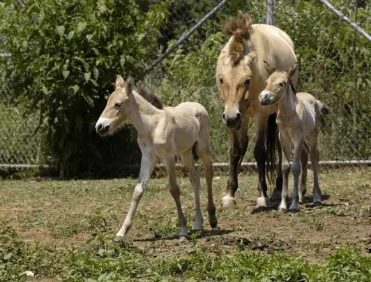 Um cavalo de raça em extinção também morreu este ano no zoológico. (Foto: Washington Post)