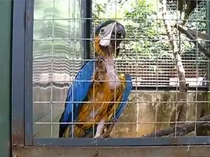 Aves apreendidas passam por avaliação no Centro de Triagens de Animais, em Araguaína (Foto: Reprodução/TV Anhanguera)