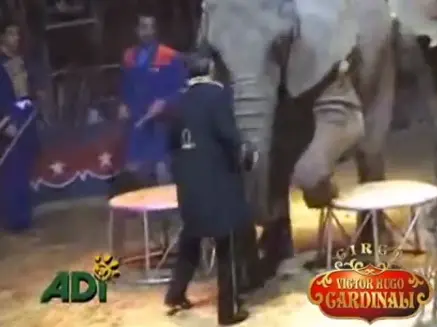 Victor Hugo Cardinali bate em seus elefantes no meio do espetáculo