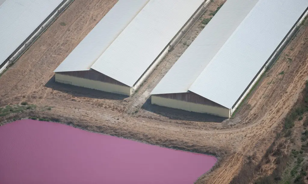 Fossa de resíduos tóxicos da fazenda industrial “Judy’s Family Farm”, Califórnia. (Foto: Factory Farming Awareness Coalition)