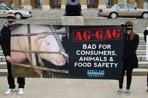 Ativistas americanos de direitos animais lutando contra as leis “Ag-Gag”