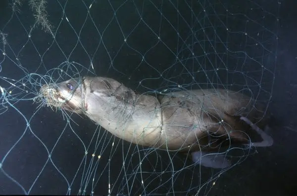 Na foto, um leão-marinho é encontrado emaranhado em uma rede de pesca (Foto: Elaine Jobim)