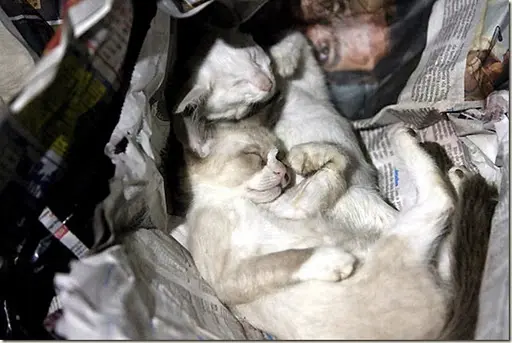 Estima-se que milhares de gatos tenham sido mortos pela Dalva. Foto: Reprodução/ Folha