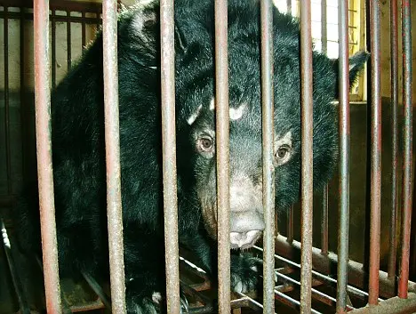 Urso aprisionado em fazenda de extração de bile (Foto: Daily Mail)