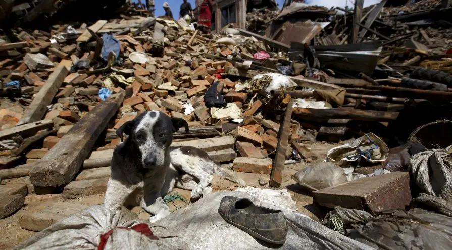 dog_lying_in_the_rubble