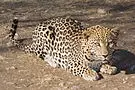 Leopardo (Panthera pardus)  Wikipédia 