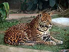 Onça-pintada no zoológico de São Paulo Wikipédia