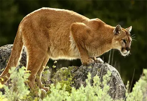 Foto:  http://hypescience.com/os-12-felinos-mais-lindos-e-incriveis-do-mundo/ 