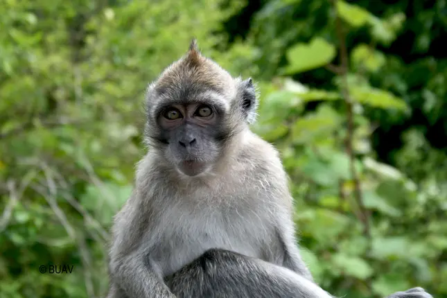 Macaco selvagem em Mauritius, um dos locais onde a Primate Products captura animais para reproduzir e vender. Foto: BUAV