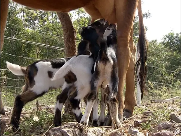 Cabritos mamam na vaca duas vezes ao dia (Foto: Reprodução/TV Anhanguera)