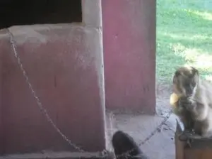 Macaco-prego encontrado em cativeiro foi levado para o CRAS em Campo Grande